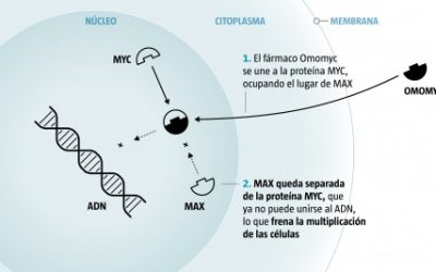Omomyc (Premio Chiara 2022) Los primeros ensayos del fármaco contra un gen codiciado del cáncer da buenos resultados